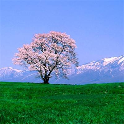 遮天记最新破解版下载